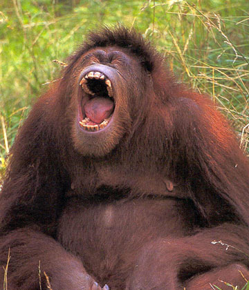 [Image: orangutan_yawn.jpg]