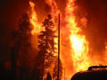 Forest Fire
