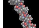 protein_strand.jpg