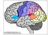 brain-2.jpg