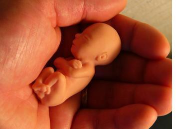 fetus.jpg