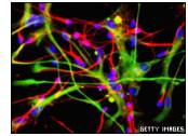 neurons_getty_203.jpg