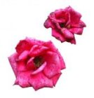 roses.jpg