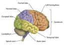 brain_diagram_image.jpg