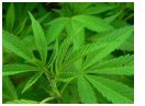 cannabis_sativa.jpg