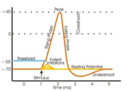 Action_potential_vert.jpg