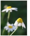 la_fleur_du_mort.jpg