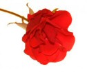 white_bg_rose.jpg