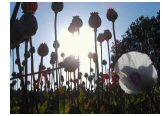poppy_field.jpg