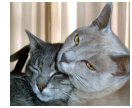 grey_cats.jpg