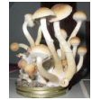 magic_mushrooms.jpg