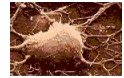 neuron_magnified_brown.jpg