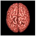 ShinyMRIBrain.jpg