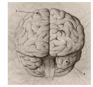 The_Brain_by_soliton.jpg