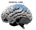 Memory And The Parietal Lobe – Mind Hacks