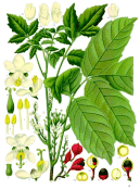 Image from Wikipedia. Click for source