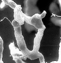 Photo from Wikipedia. Click for source