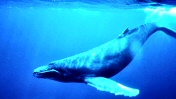 Image from Wikipedia. Click for source