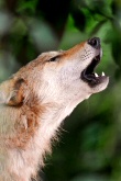 Photo by Flickr user Tambako the Jaguar. Click for source