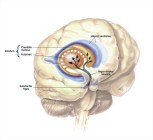 The cutting edge of Parkinson’s Disease – Mind Hacks